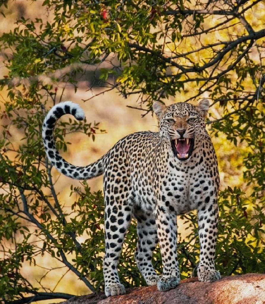 Wild Leopard
